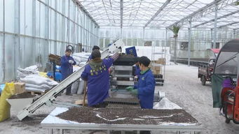 動態辣椒換種與工廠化育苗推動新蒲新區辣椒種植提質增效