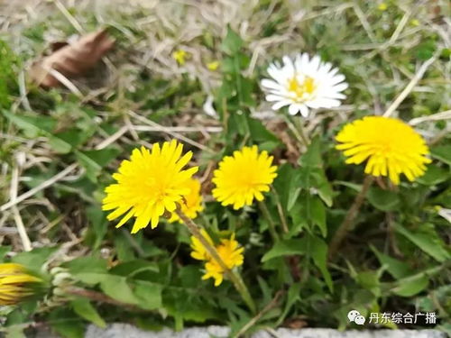 明日預告 隨手拍花卉，天氣助你定格花間美好