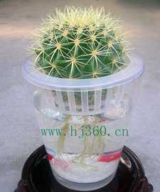 水培金琥仙人球 從種子開始的養護指南