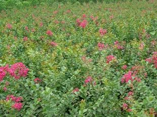 供應美人梅、百日紅——山東濰坊魯中花卉為您提供優質花種