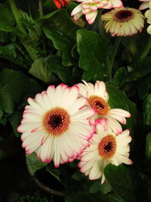 植物園花卉市場 百花爭艷的綠色天堂