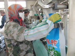 八師石河子總場種子加工廠加緊生產1500噸優質棉種花卉