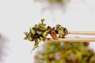 貴族蔬菜變身農村野草，清明時節抓緊品嘗