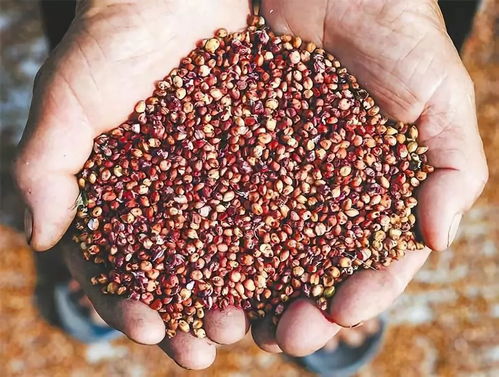 藥補不如食補 21種五谷雜糧的營養價值解析