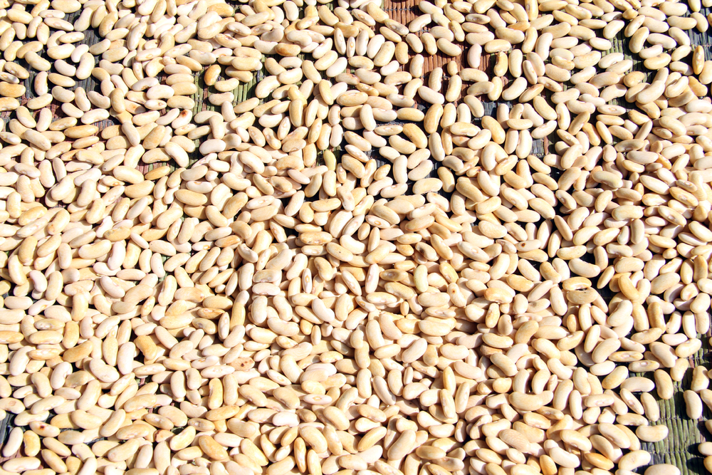 草席上的希望 干豆種子與花卉的鄉村記憶