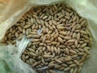 江蘇省新世紀花木種子公司雪松供應