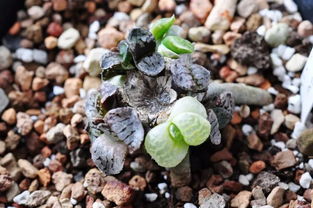 不僅生長快還能保持品種特性 葉插法——多肉繁殖的絕佳選擇