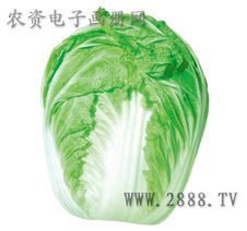 瓜果蔬菜種子產品大全