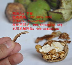 四川久億農(nóng)林其他種子與種苗產(chǎn)品詳解