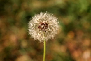 七日凝視 蒲公英種子的生命奇旅