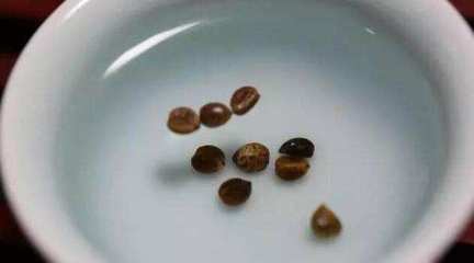 陽(yáng)臺(tái)種菜|在家這樣種植空心菜, 易種易活！