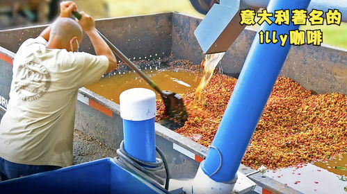 揭秘illy咖啡工廠 從精選咖啡豆到意式風情的藝術之旅