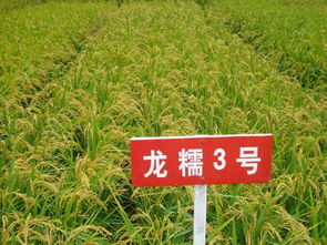 海量精選高清圖片庫 同江市春茂種業有限責任公司與花卉世界的視覺盛宴