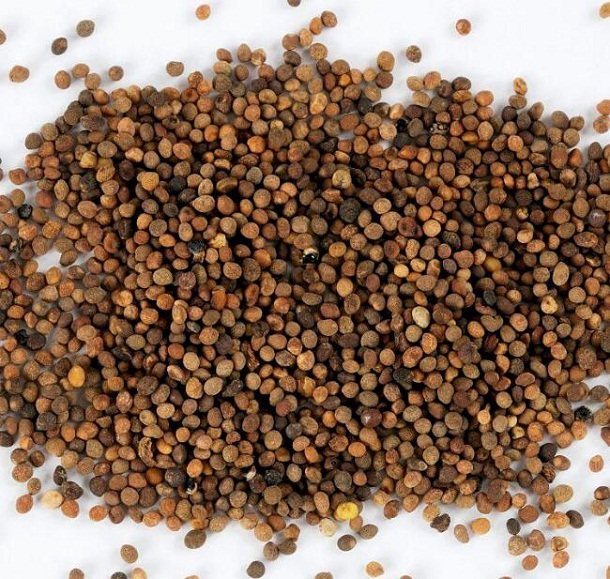 致命寄生與珍貴良藥 從農田禍害到藥典明珠的菟絲子