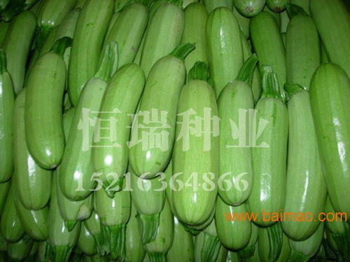 濰坊精品西葫蘆種子批發(fā)指南 廠家、品種與價(jià)格全解析