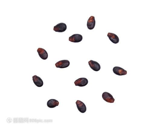 孤寂的希望 白背景頂視圖下的西瓜種子