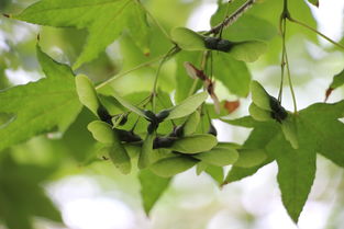 楓樹種子 自然界的精巧藝術(shù)品