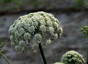 《浮光》 菜園里的種子，開出記憶的花