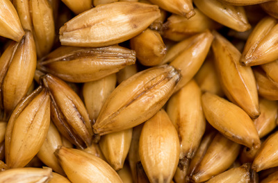 大麥籽粒的休眠與萌發(fā) 從“關(guān)閉”到“啟動”的生命密碼