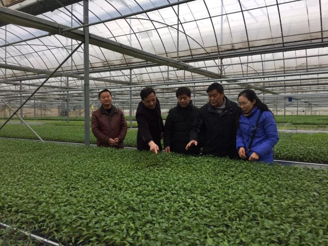 和縣工廠化育苗亮相央視新聞，花卉產(chǎn)業(yè)邁向科技新紀(jì)元