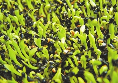 火龍果種子盆栽 從餐桌到窗臺的綠意新生