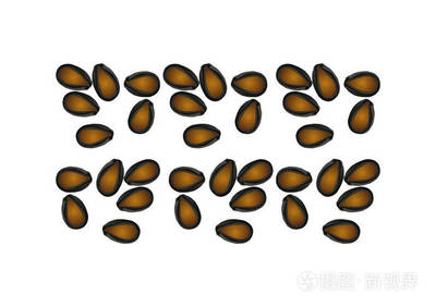 西瓜種子的奧秘 從微觀矢量到生命起點(diǎn)