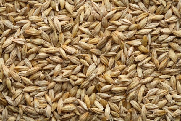 大麥籽粒 從開放到“關(guān)閉”的種子生命歷程