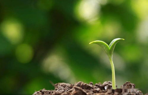 孝如春種 培補(bǔ)生命之根的深沉力量