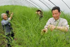 鷹牌進口原裝蘆筍種子 開啟高品質蘆筍種植新篇章